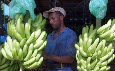 Le cancer de la prostate aux Antilles : une épidémie silencieuse