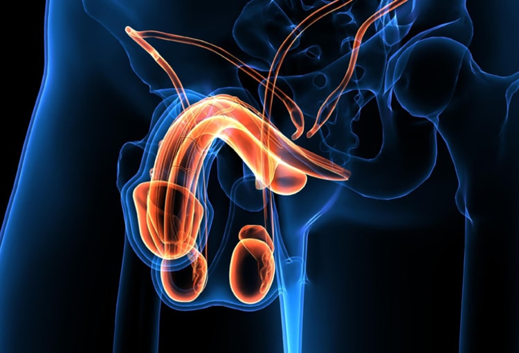 Hormones mâles, Firmagon et Covid-19