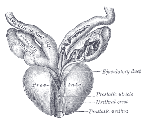 anatomie de la prostate