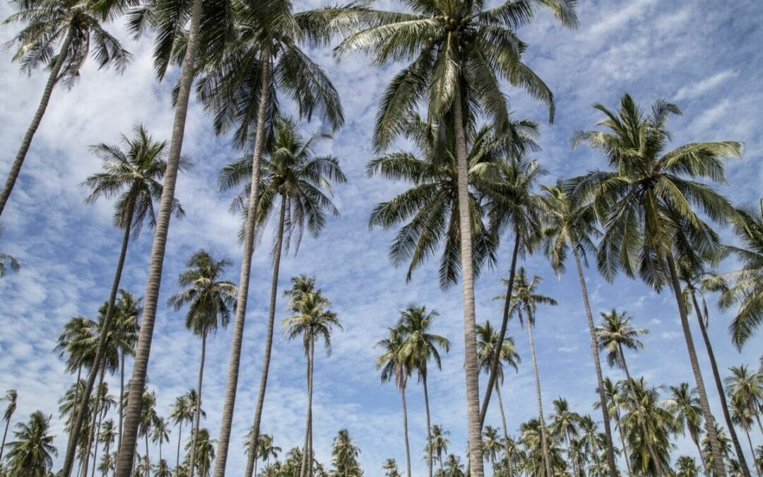 palmier de Floride - soigner l'adénome de la prostate par les plantes