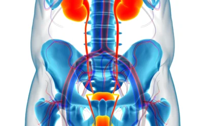 Comprendre le frein du prépuce et la rupture du frein du prépuce : Guide pratique